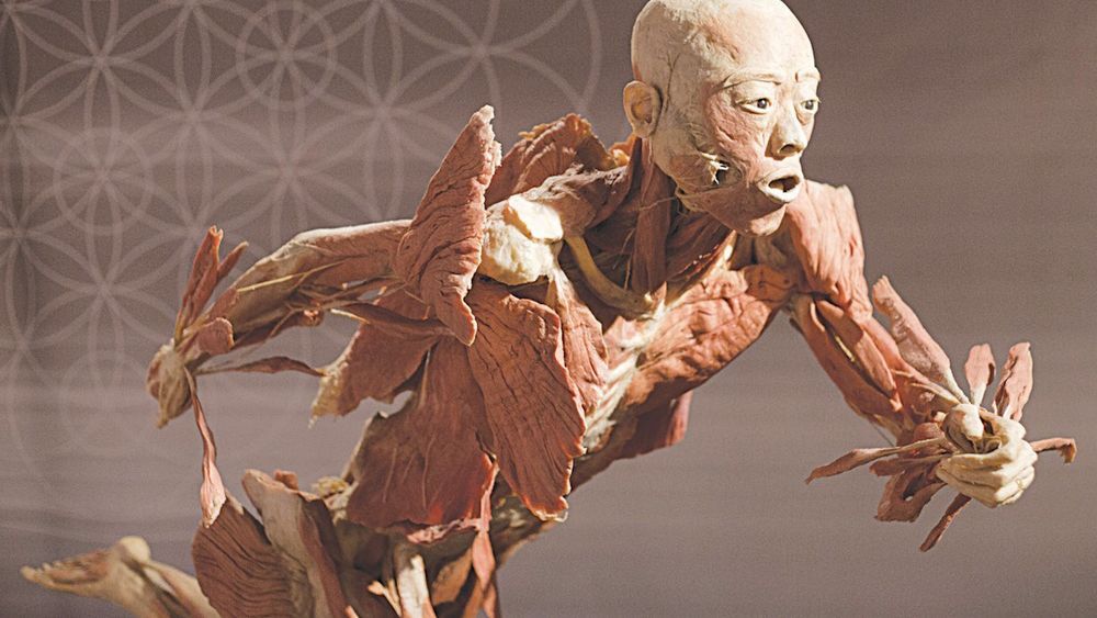 Human Body Museum (Chulalongkorn university) — Discover Bangkok’s Cultural Heritage through Private Guided Museum Tours.
