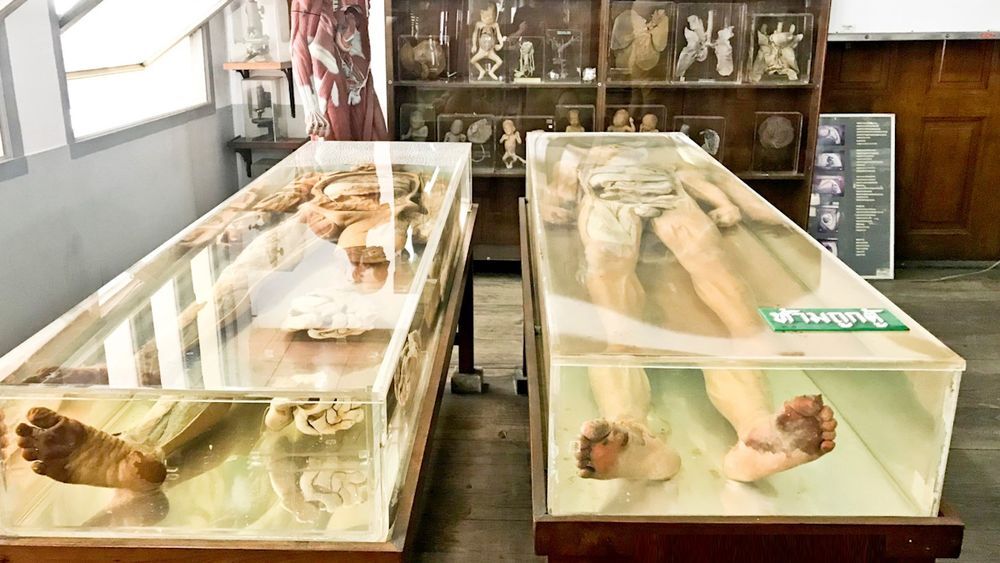 Siriraj Medical Museum — Discover Bangkok’s Cultural Heritage through Private Guided Museum Tours.